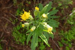 Cacaliopsis nardosmia