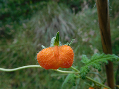 Caiophora contorta