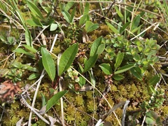 Salix arctophila