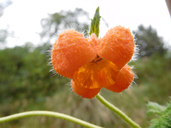 Caiophora contorta