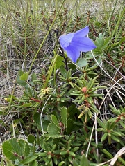 Campanula lasiocarpa