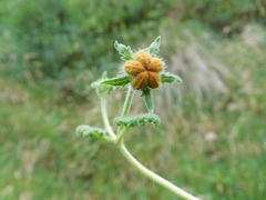 Caiophora contorta