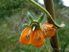 Caiophora contorta