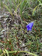 Campanula lasiocarpa