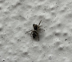 Salticus zebraneus