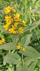 Lysimachia vulgaris
