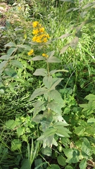 Lysimachia vulgaris
