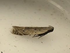 Battaristis nigratomella