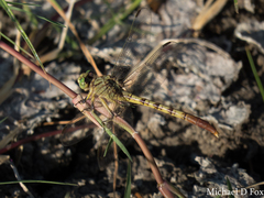 Arigomphus submedianus