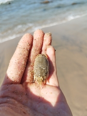 Emerita brasiliensis