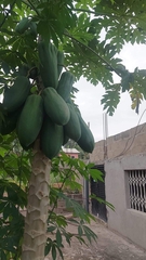 Carica papaya