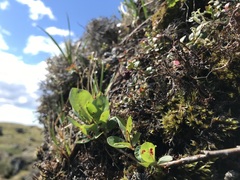 Salix arctophila