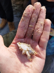 Emerita brasiliensis