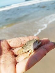 Emerita brasiliensis