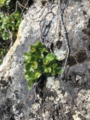 Salix herbacea