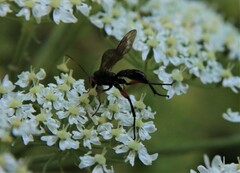 Phaenolobus terebrator