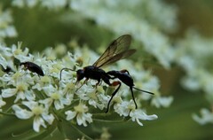 Phaenolobus terebrator