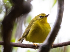 Myiothlypis