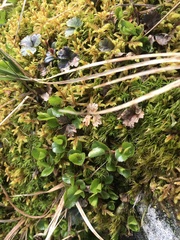 Salix herbacea