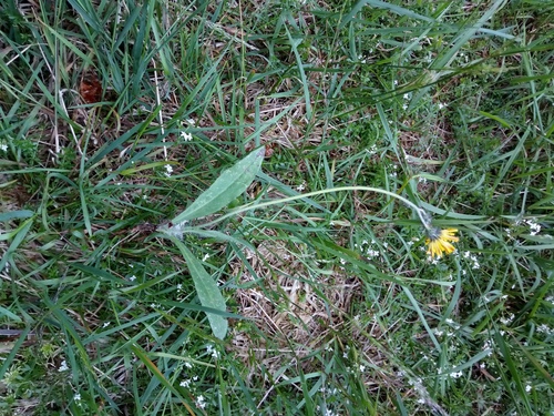 Pilosella iserana