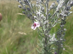 Sopubia karaguensis