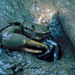 La Herradura Fiddler Crab - Photo (c) Michael Rosenberg, some rights reserved (CC BY-NC)
