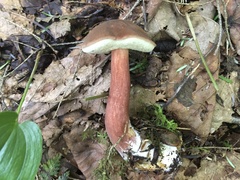 Austroboletus gracilis