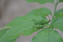 Poecilimon schmidtii