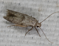 Hypatopa punctiferella
