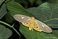 Asota plaginota
