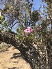 Chilopsis linearis