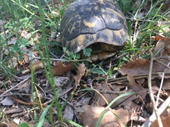 Testudo hermanni hermanni