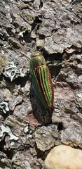 Buprestis aurulenta