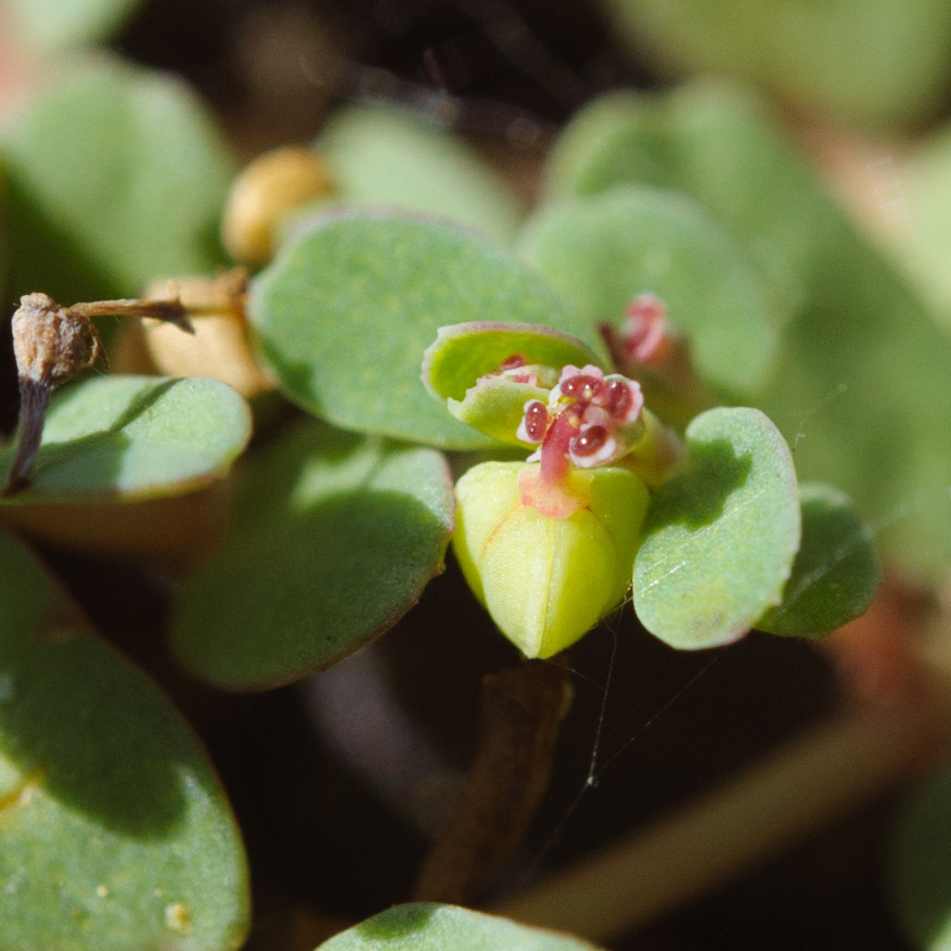 台西大戟 (臺灣的地錦草節(Euphorbia Sect. Anisophyllum)(大戟科)植物) · iNaturalist