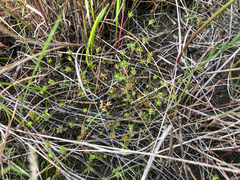 Androsace occidentalis