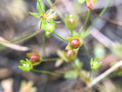 Androsace occidentalis