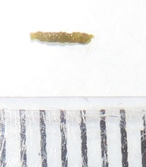 Paramecops stapeliae