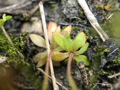 Androsace occidentalis