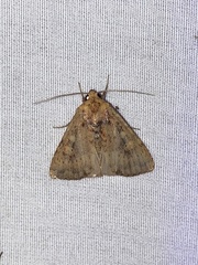 Perigea xanthioides