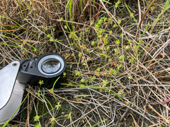 Androsace occidentalis