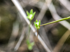 Androsace occidentalis