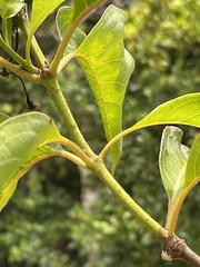 Hamelia cuprea