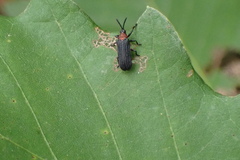 Chalepus bicolor
