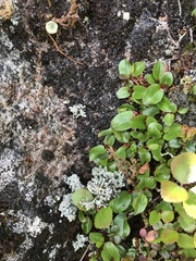 Salix herbacea