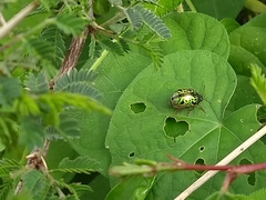 Calligrapha pantherina