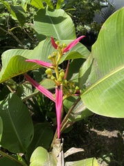 Heliconia aemygdiana