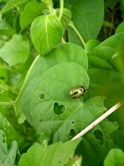 Calligrapha pantherina