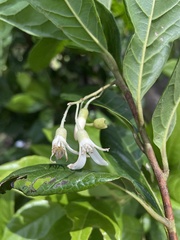 Styrax portoricensis