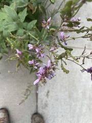Desmodium canadense
