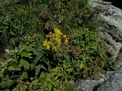 Senecio hercynicus